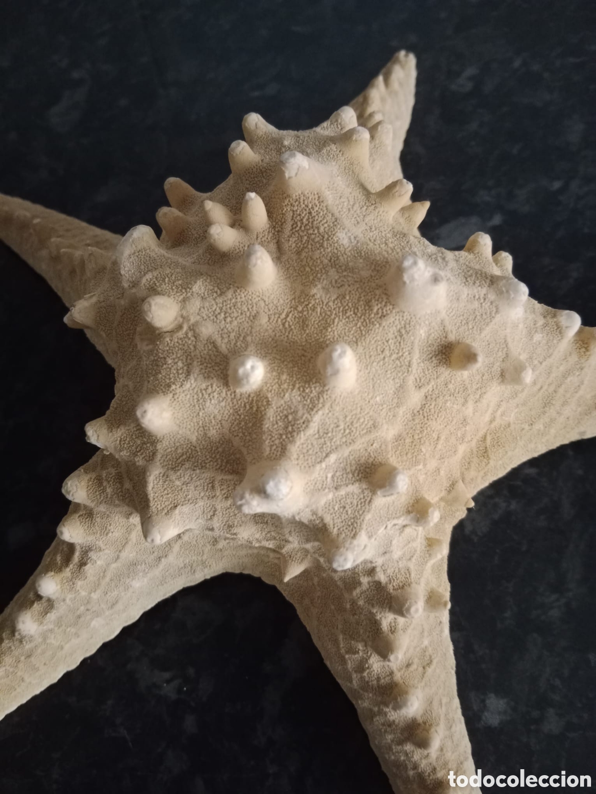 Collectionnisme de fossiles: Estrella de mar aut&eacute;ntica. Mide 27 cm