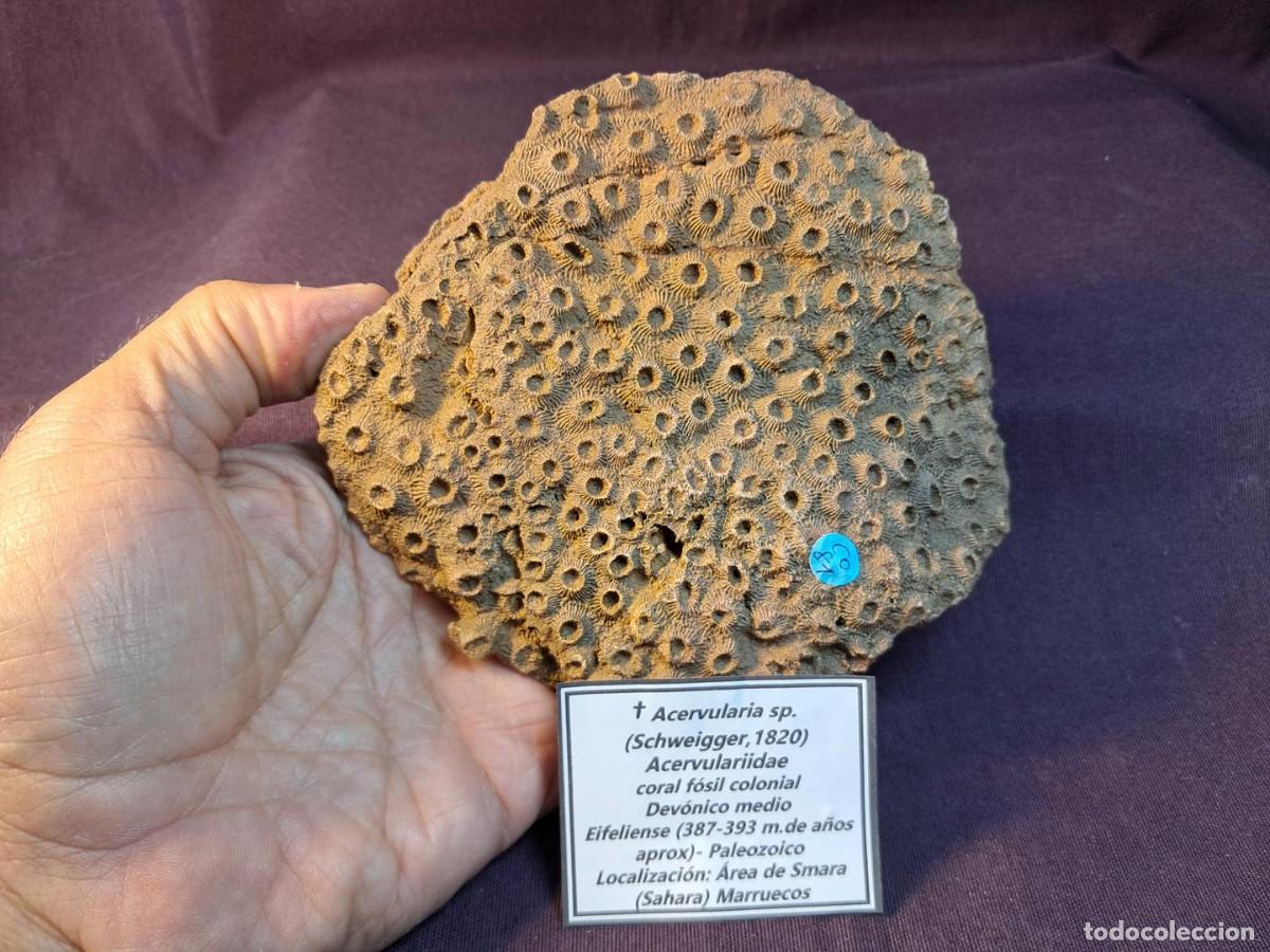 Coleccionismo de f&oacute;siles: coral f&oacute;sil colonial, Acervularia ananas, De Colecci&oacute;n