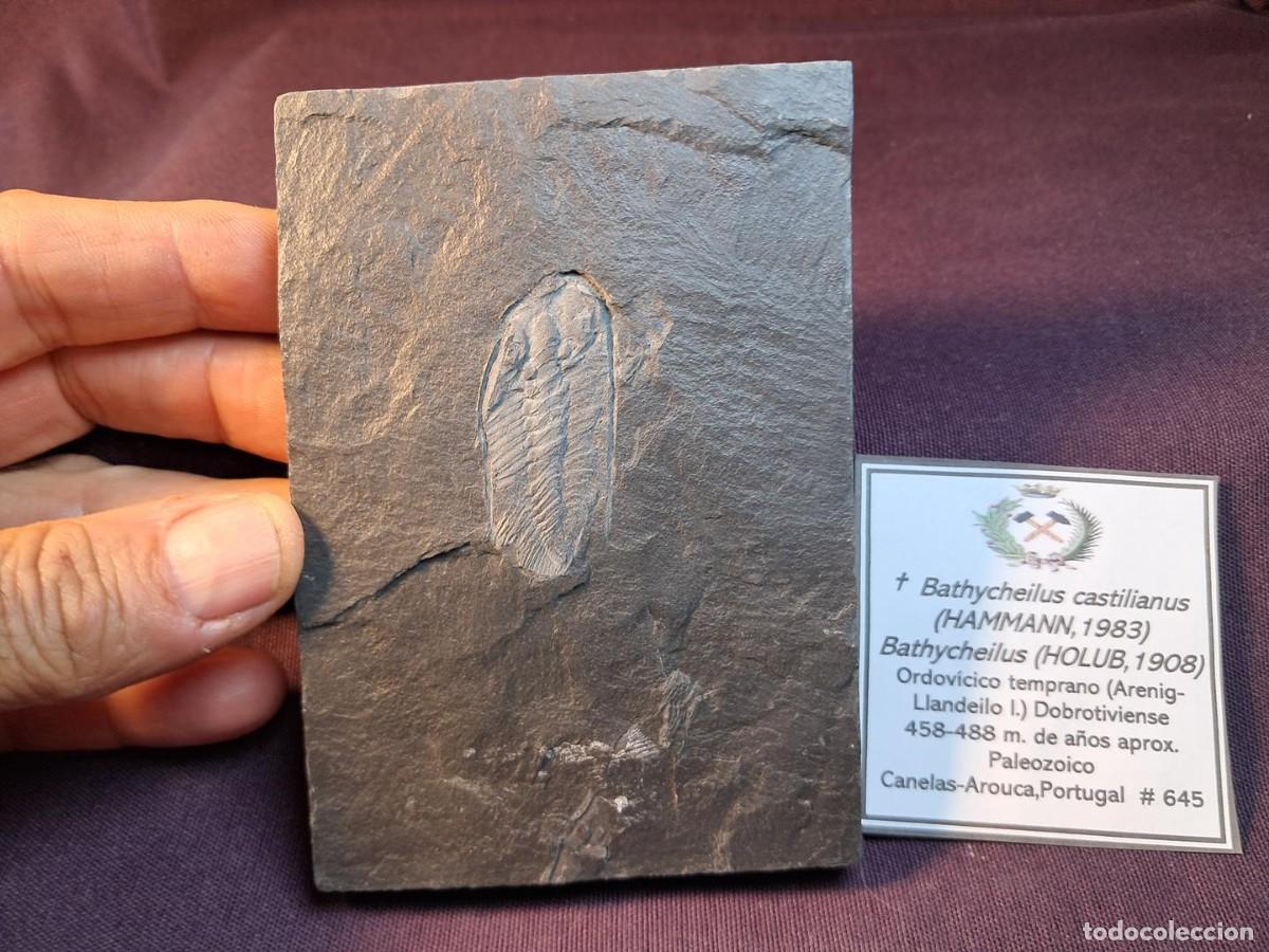 Coleccionismo de f&oacute;siles: raro trilobite f&oacute;sil, artr&oacute;podo marino,Bathycheilus castilianus,Aroucas , Portugal