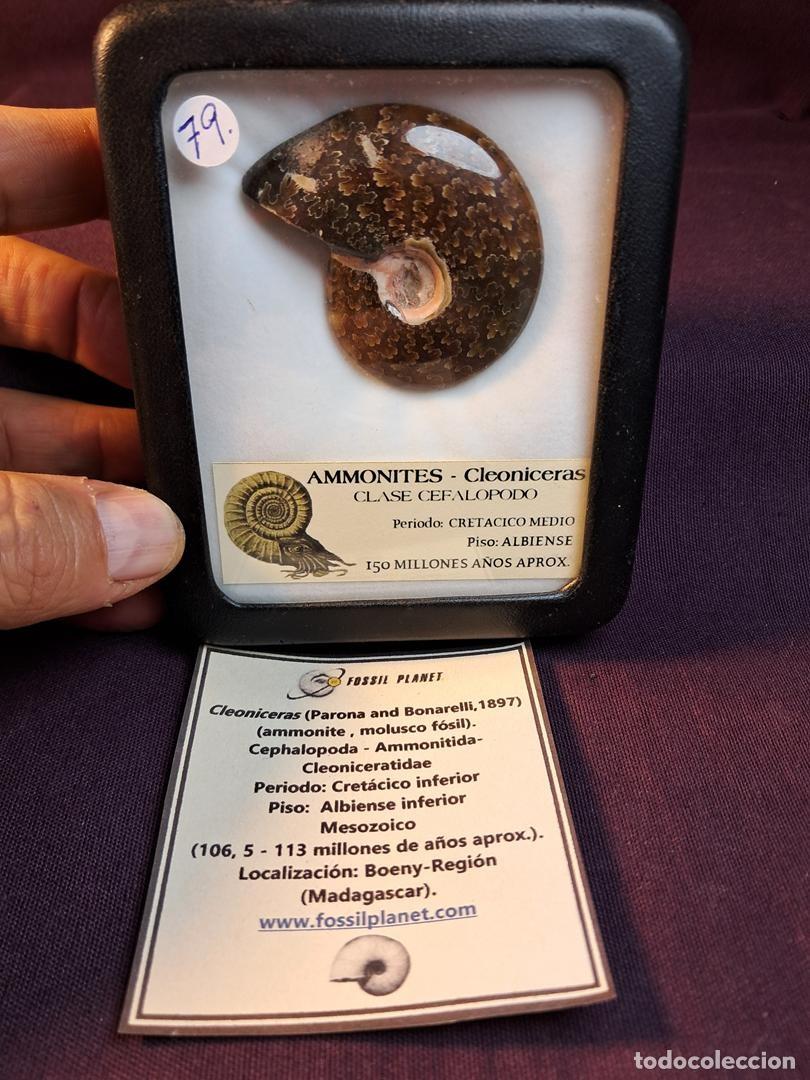 Coleccionismo de f&oacute;siles: ammonites, cefal&oacute;podo f&oacute;sil, molusco,Cleoniceras madagascariense ,Madagascar