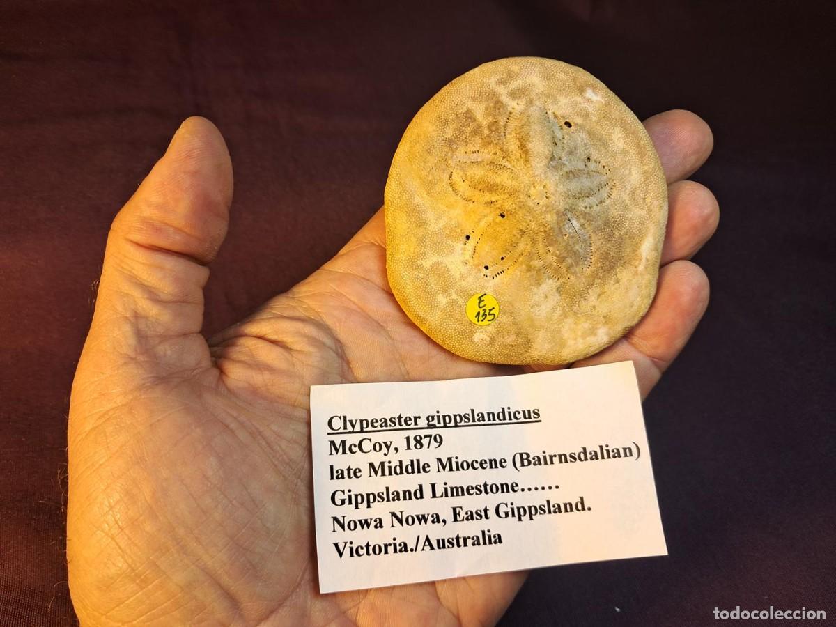 Coleccionismo de f&oacute;siles: equinoideo f&oacute;sil irregular,Clypeaster gippslandiscus,Mioceno de Toorlo & Nowa Nowa-Australia