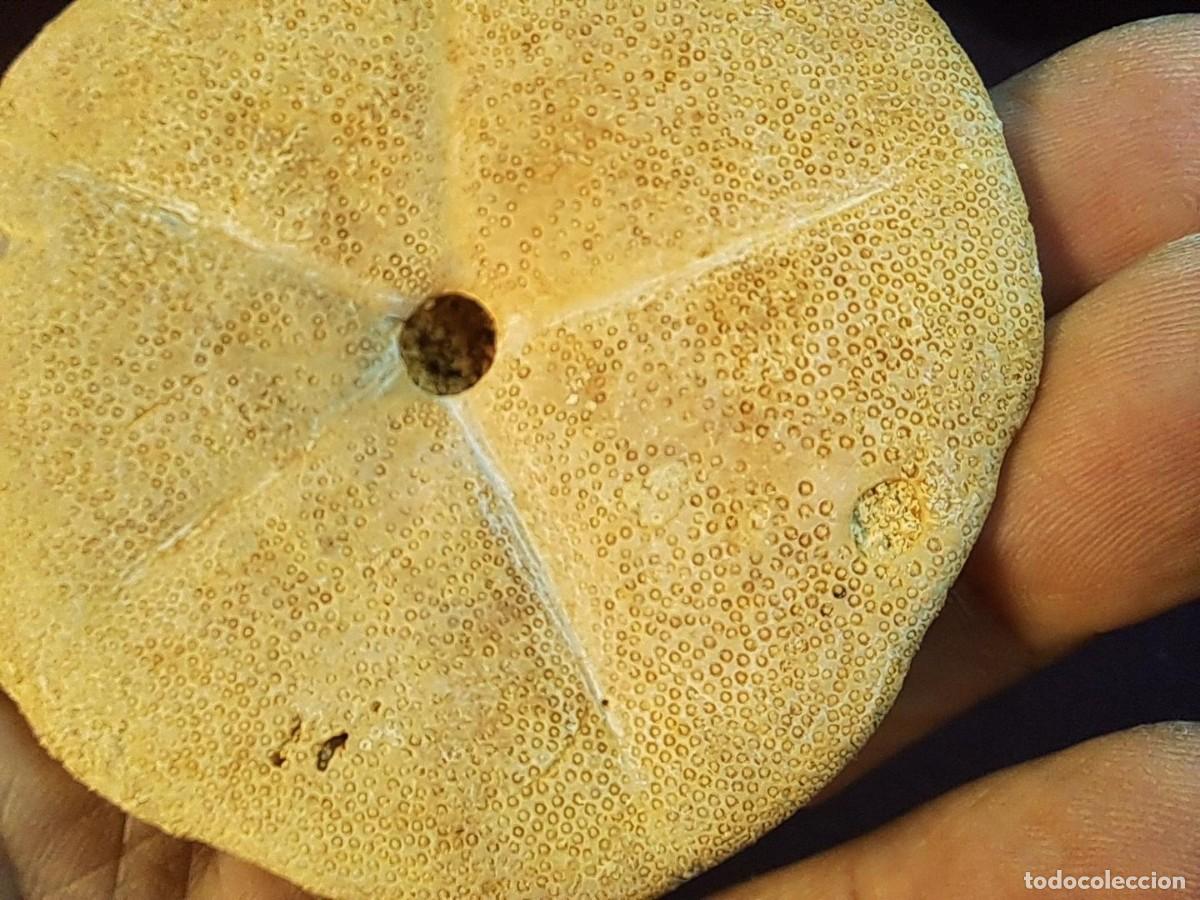 Coleccionismo de f&oacute;siles: equinoideo f&oacute;sil irregular,Clypeaster gippslandiscus ,Mioceno de Nowa Nowa (Victoria) Australia