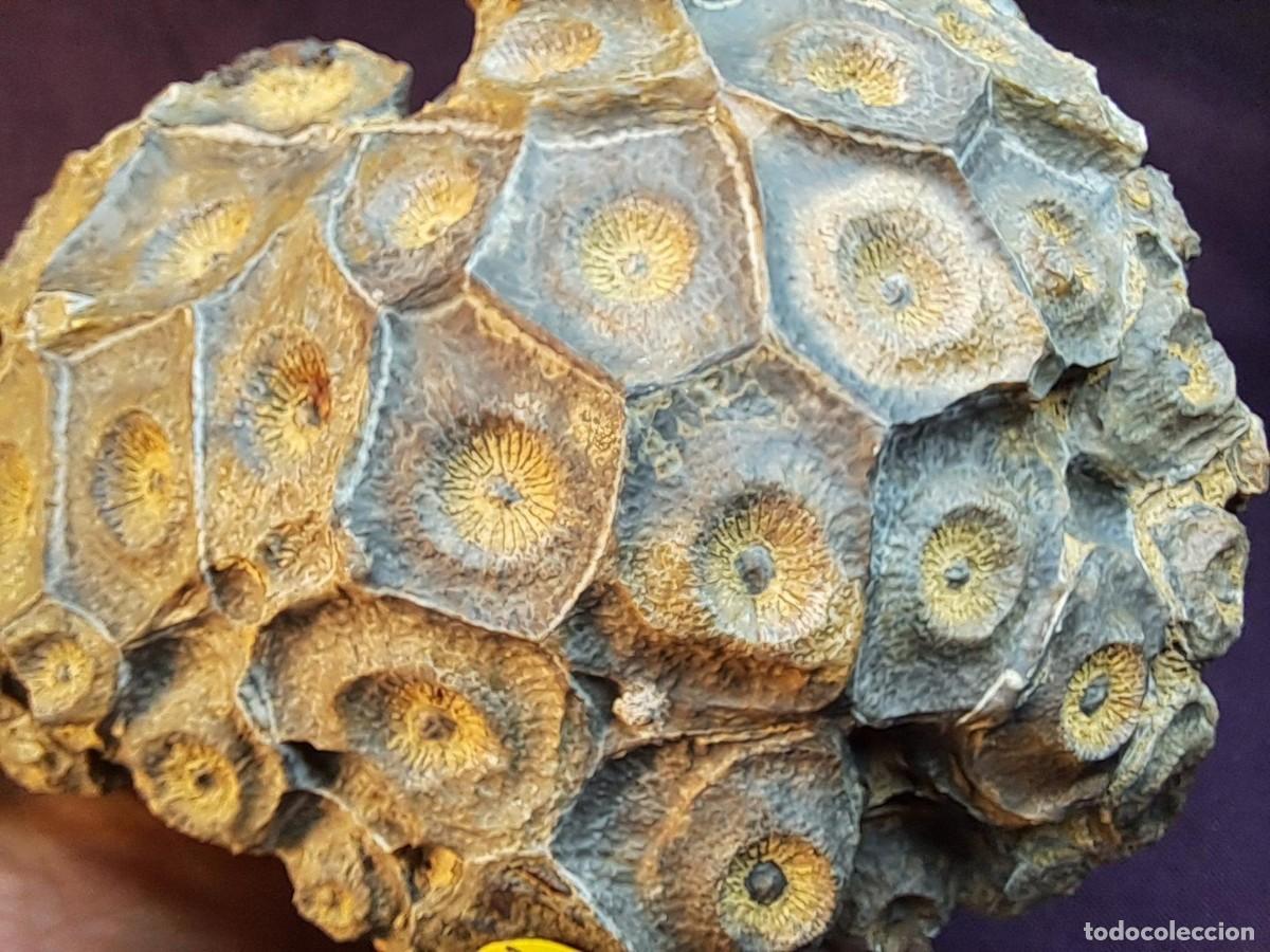 Coleccionismo de f&oacute;siles: coral f&oacute;sil colonial,Hexagonaria hexagona, Eifeliense (387-393 millones de a&ntilde;os aprox)Marruecos