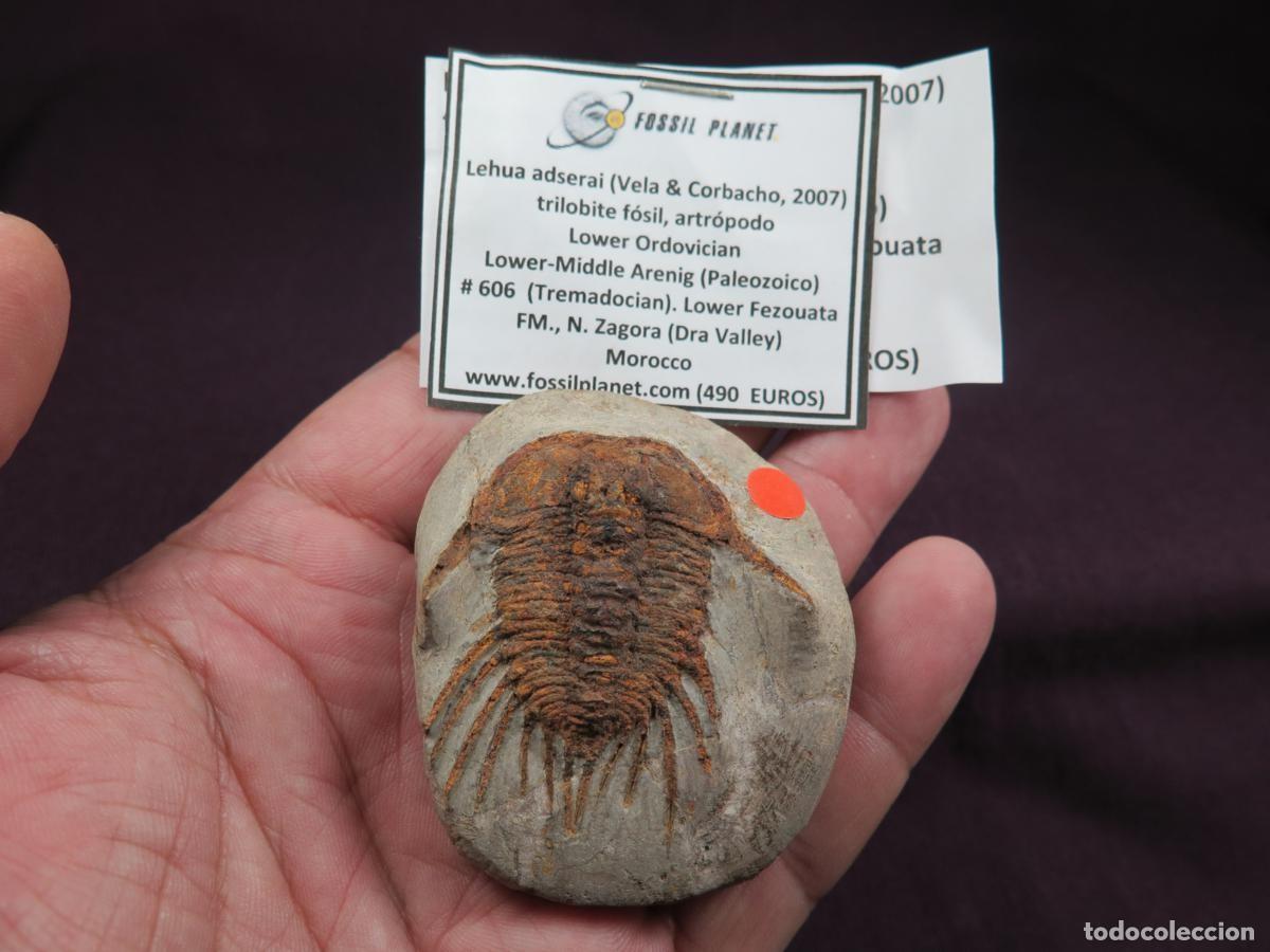 Coleccionismo de f&oacute;siles: raro trilobite f&oacute;sil, artr&oacute;podo marino,Lehua adserai,Tremadociense (477-485 m.de a&ntilde;os)Marruecos