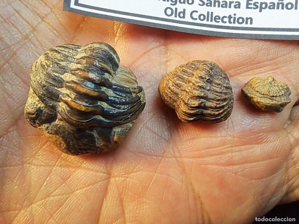 Coleccionismo de f&oacute;siles: Trilobite, Artr&oacute;podo f&oacute;sil,Phacops latifrons,Antiguo Sahara Espa&ntilde;ol,Dev&oacute;nico medio