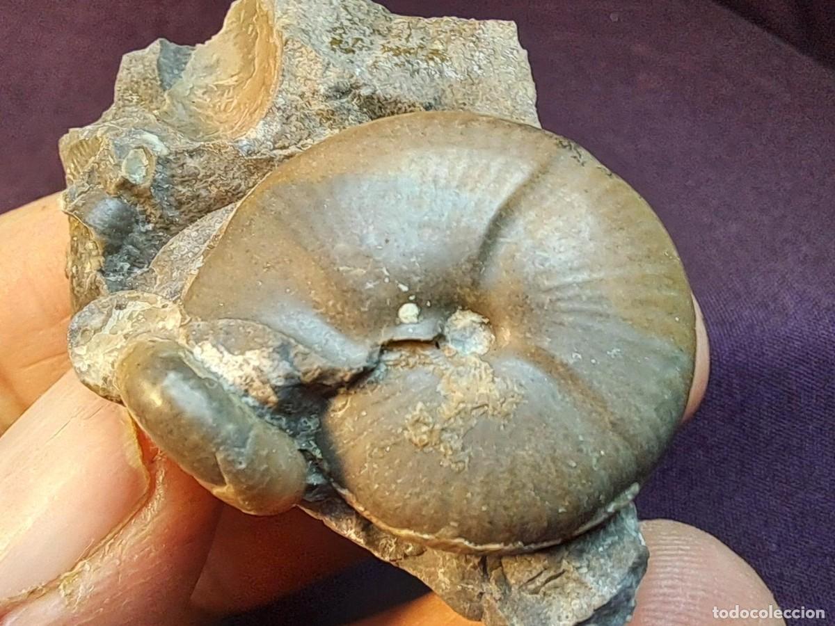 Coleccionismo de f&oacute;siles: raro,ammonites, cefal&oacute;podo f&oacute;sil,Propopanoceras postsimense ,P&eacute;rmico ,Kasachstan Region