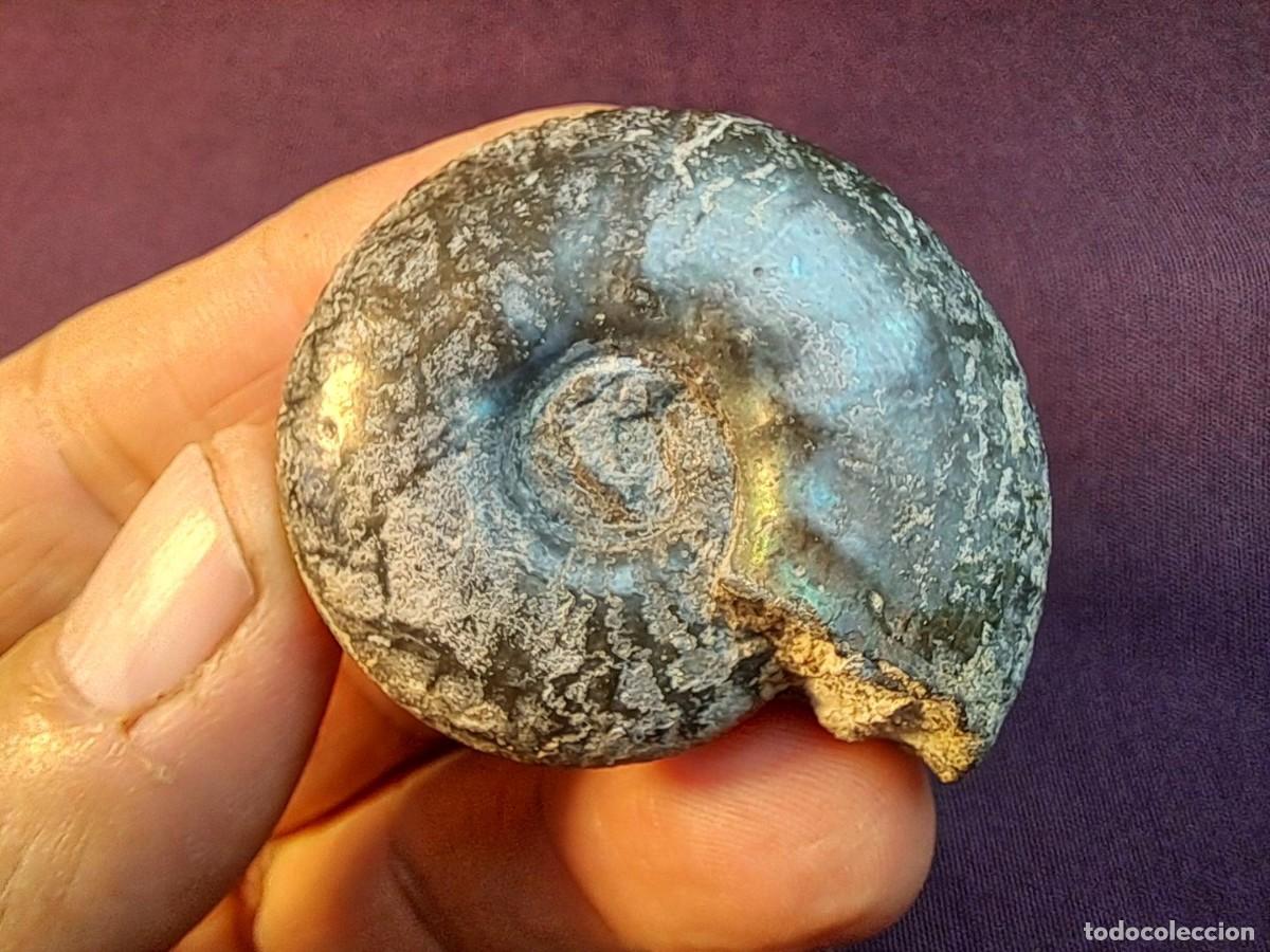 Coleccionismo de f&oacute;siles: raro,ammonites, cefal&oacute;podo f&oacute;sil,Craspedites(Craspedites)okensis,Jur&aacute;sico, Slantzevyi rudnik