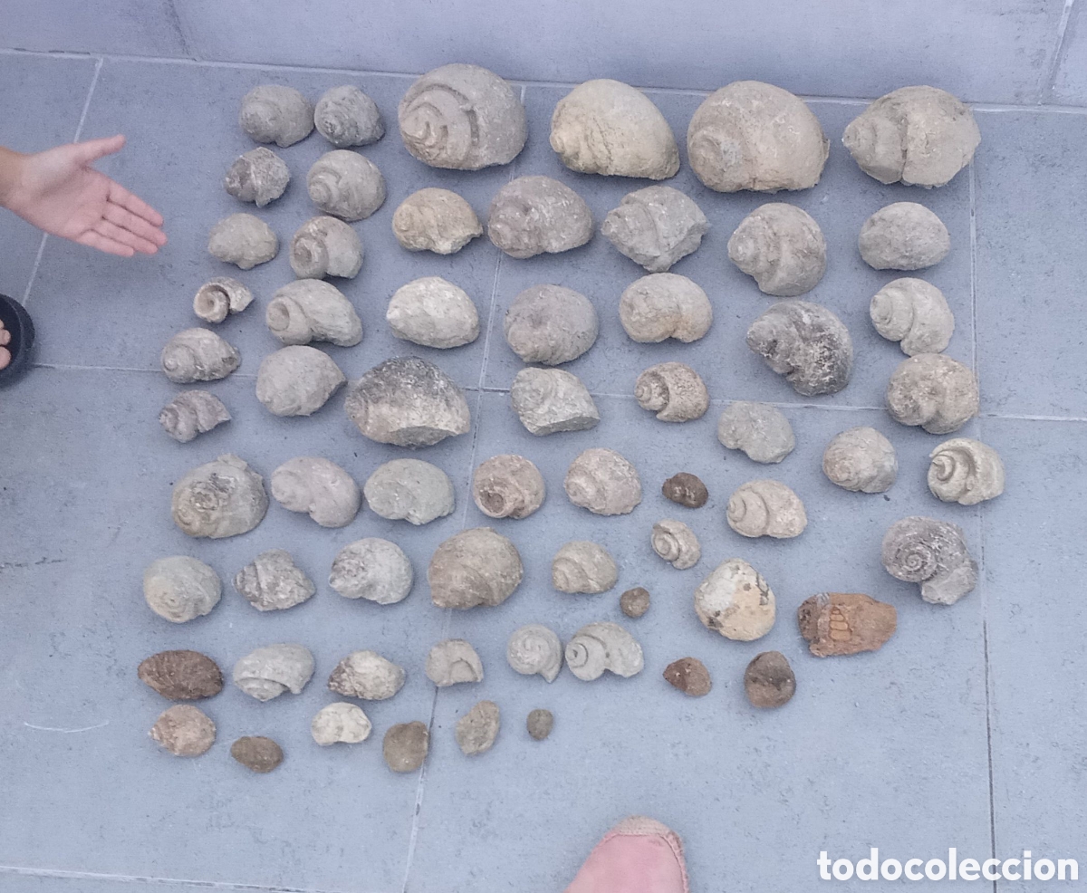 Coleccionismo de f&oacute;siles: Paleontolog&iacute;a. Lote 2. Lote f&oacute;siles. NATICAS. CARACOLES. M&aacute;s de 21 kilos.