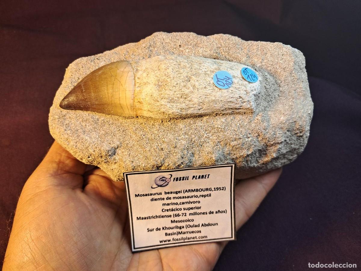 Collezionismo di fossili: diente de mosasaurio, r&eacute;ptil f&oacute;sil marino,Mosasaurus beaugei(ARMBOURG,1952) en matriz, gran calidad