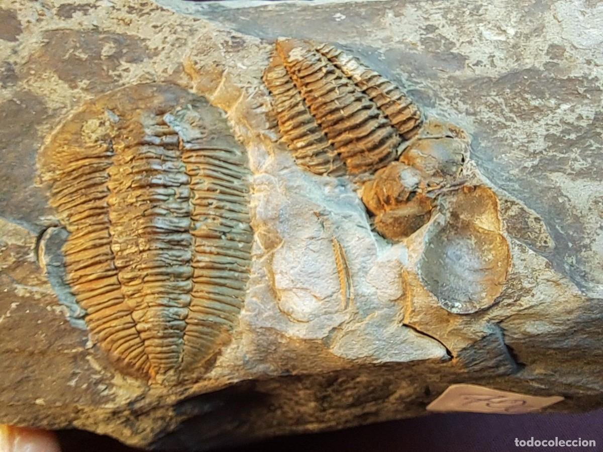 Coleccionismo de f&oacute;siles: placa con dos trilobites fosilizados en la misma matriz,&dagger; Prionocheilus mendax(Vanek,1965)