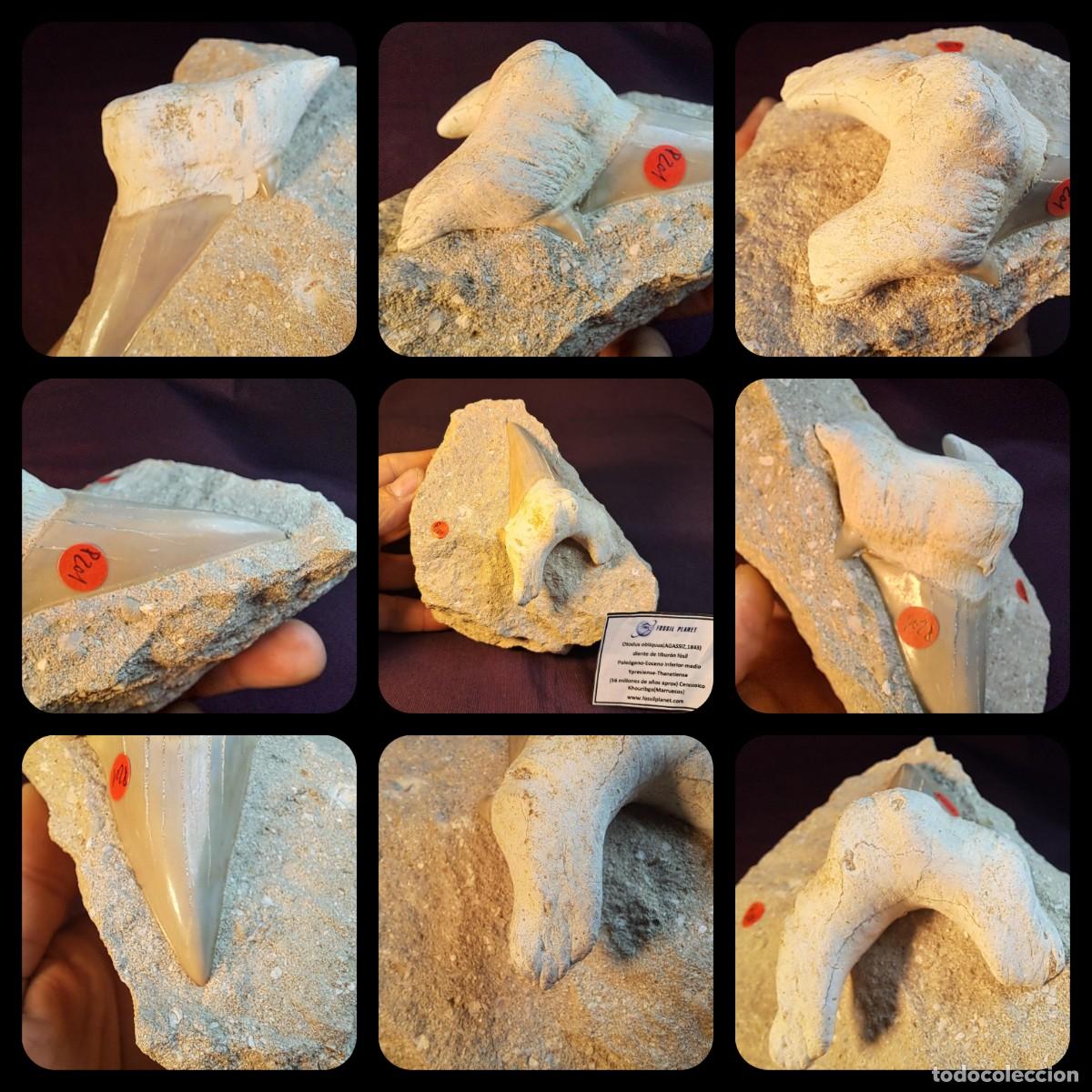 Coleccionismo de f&oacute;siles: f&oacute;sil de Otodus obliquus(AGASSIZ,1843) en matriz, gran calidad,Marruecos