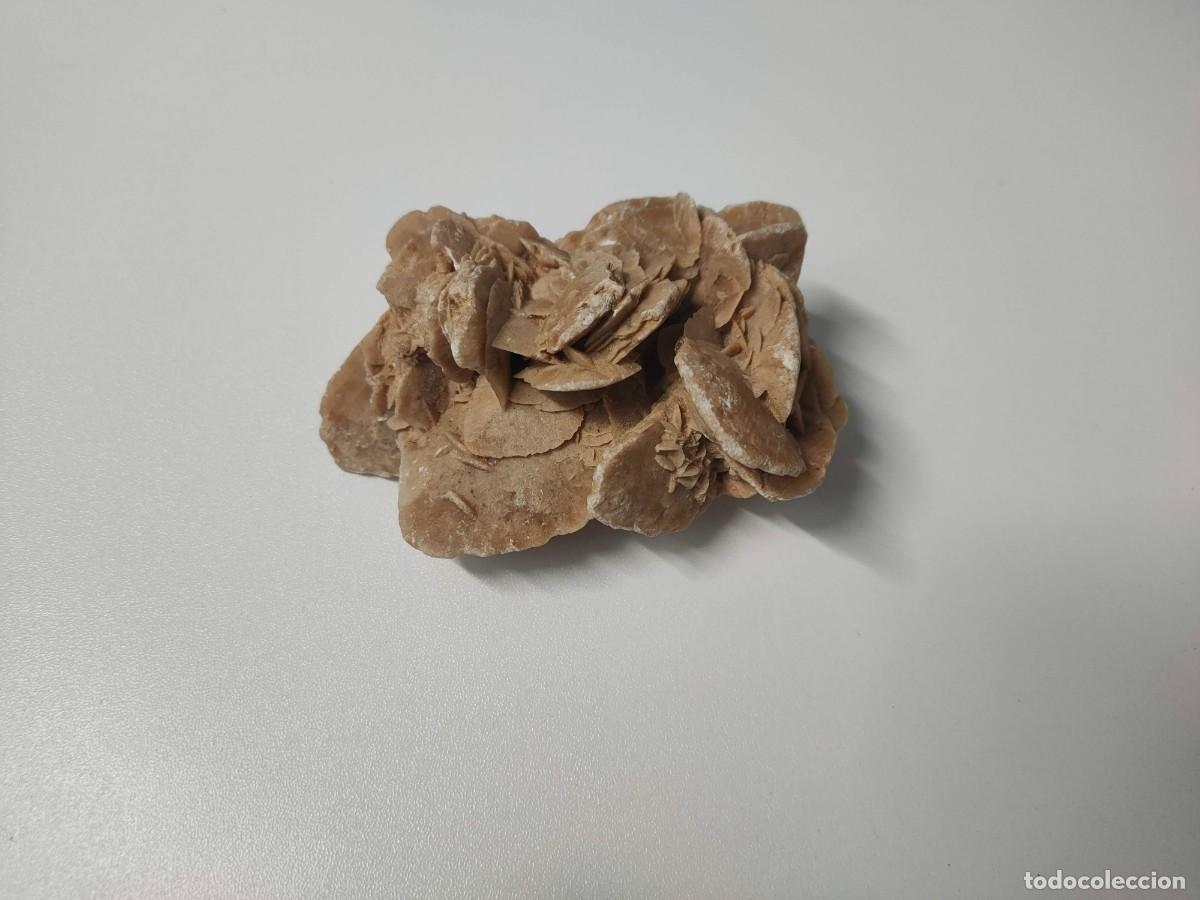 Coleccionismo de f&oacute;siles: piedra Rosa del desierto