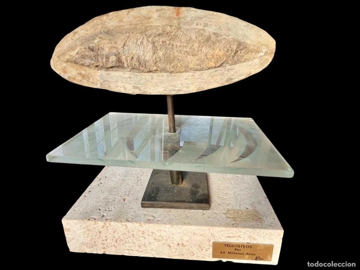 Colecionismo de f&oacute;sseis: f&oacute;sil de pez tele&oacute;steo 60 millones a&ntilde;os en estructura de piedra y vidrio