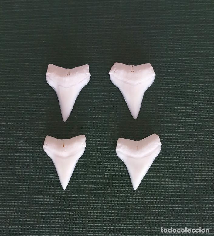 Sammlung von Fossilien: 4 DIENTES DE TIBUR&Oacute;N. NO F&Oacute;SIL. COLGANTE.