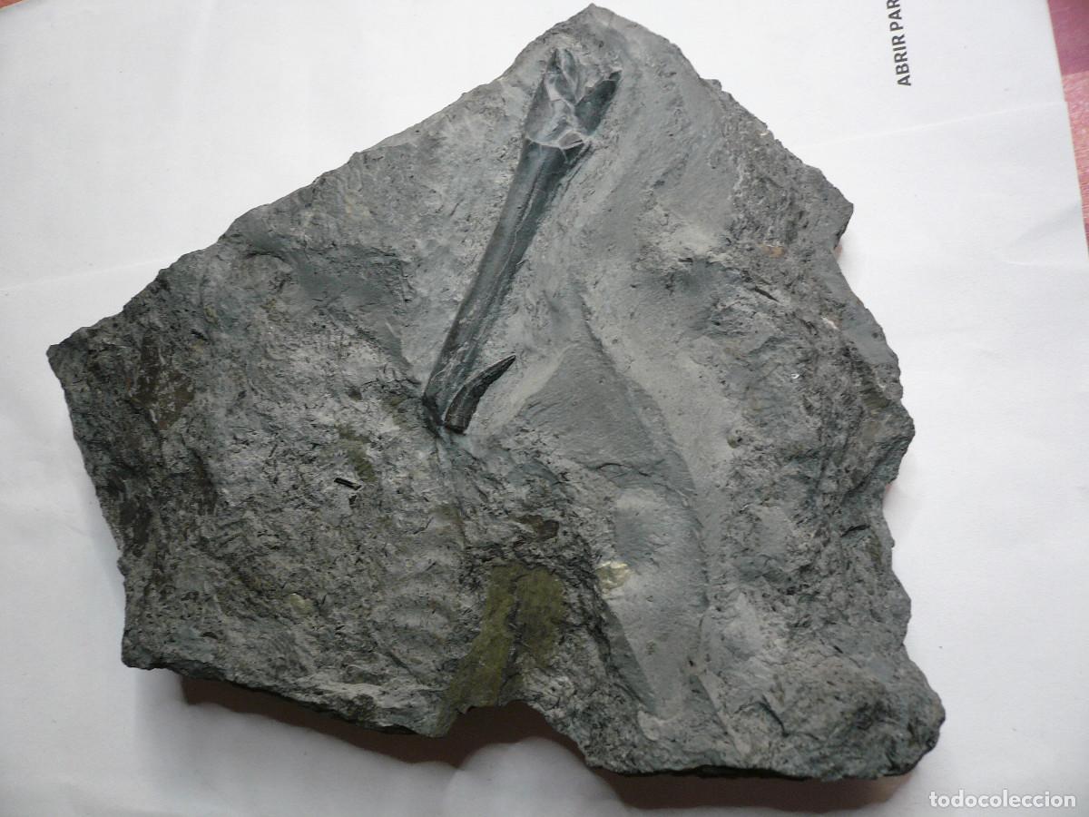 Coleccionismo de f&oacute;siles: PLACA CON DIENTE DE STENEOSAURUS + BELEMNITE