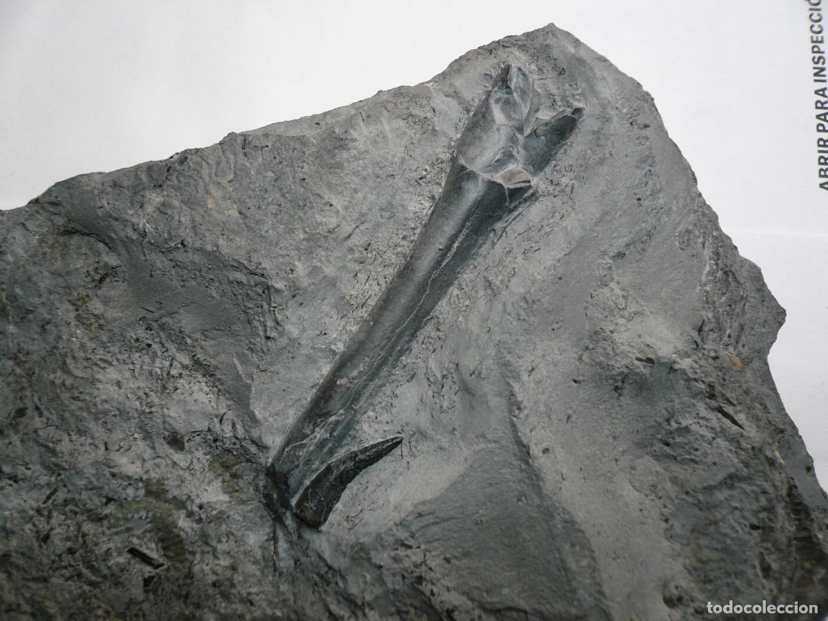 Coleccionismo de f&oacute;siles: PLACA CON DIENTE DE STENEOSAURUS + BELEMNITE - Foto 2