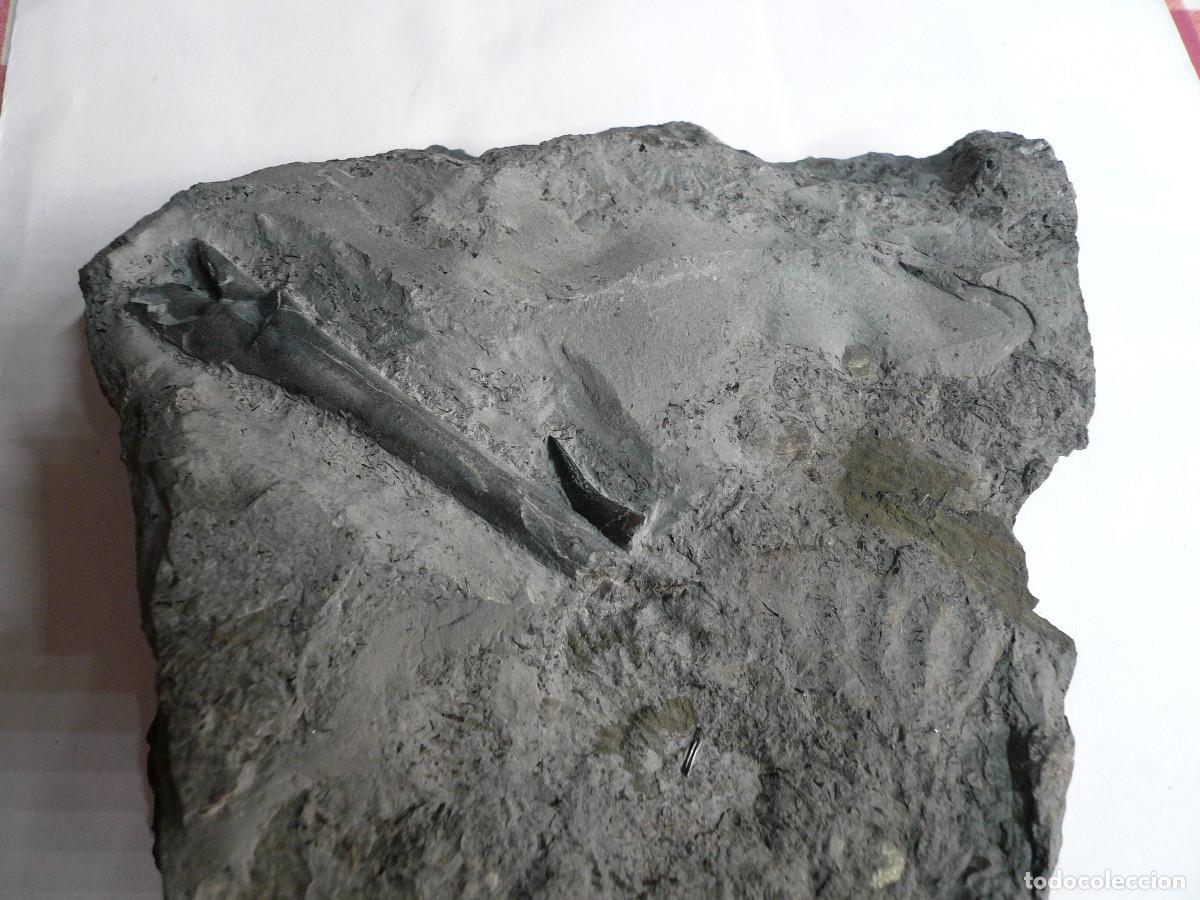 Coleccionismo de f&oacute;siles: PLACA CON DIENTE DE STENEOSAURUS + BELEMNITE - Foto 3