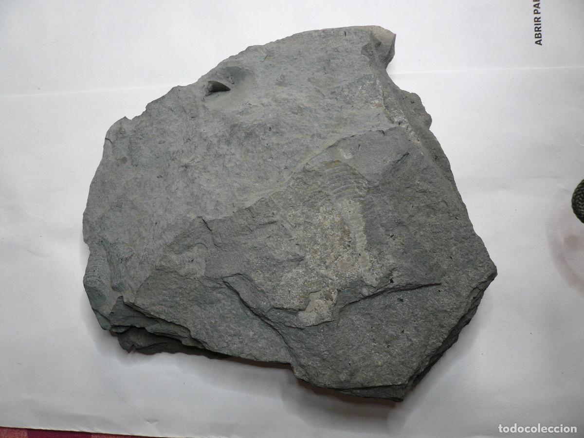 Coleccionismo de f&oacute;siles: PLACA CON DIENTE DE STENEOSAURUS - Foto 1