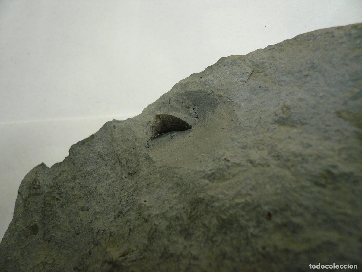 Coleccionismo de f&oacute;siles: PLACA CON DIENTE DE STENEOSAURUS - Foto 2
