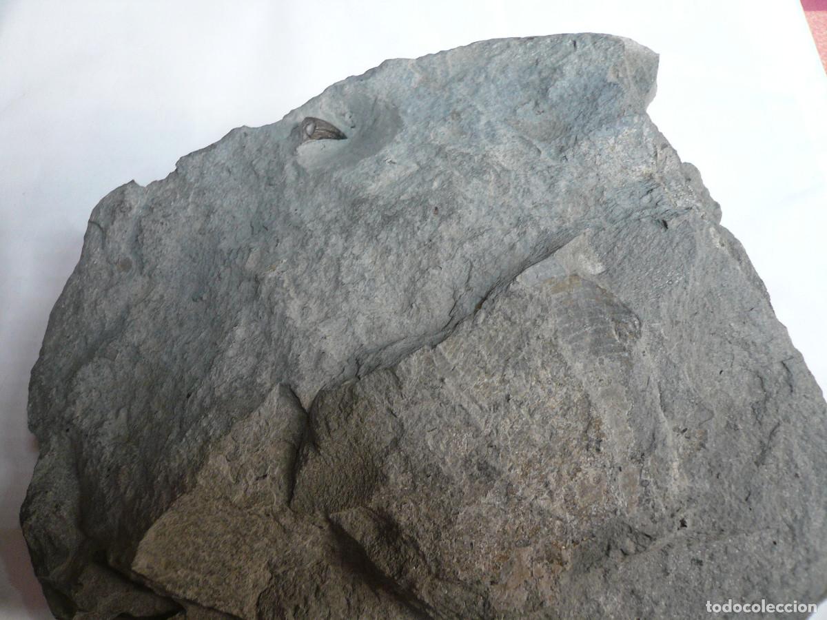 Coleccionismo de f&oacute;siles: PLACA CON DIENTE DE STENEOSAURUS - Foto 3