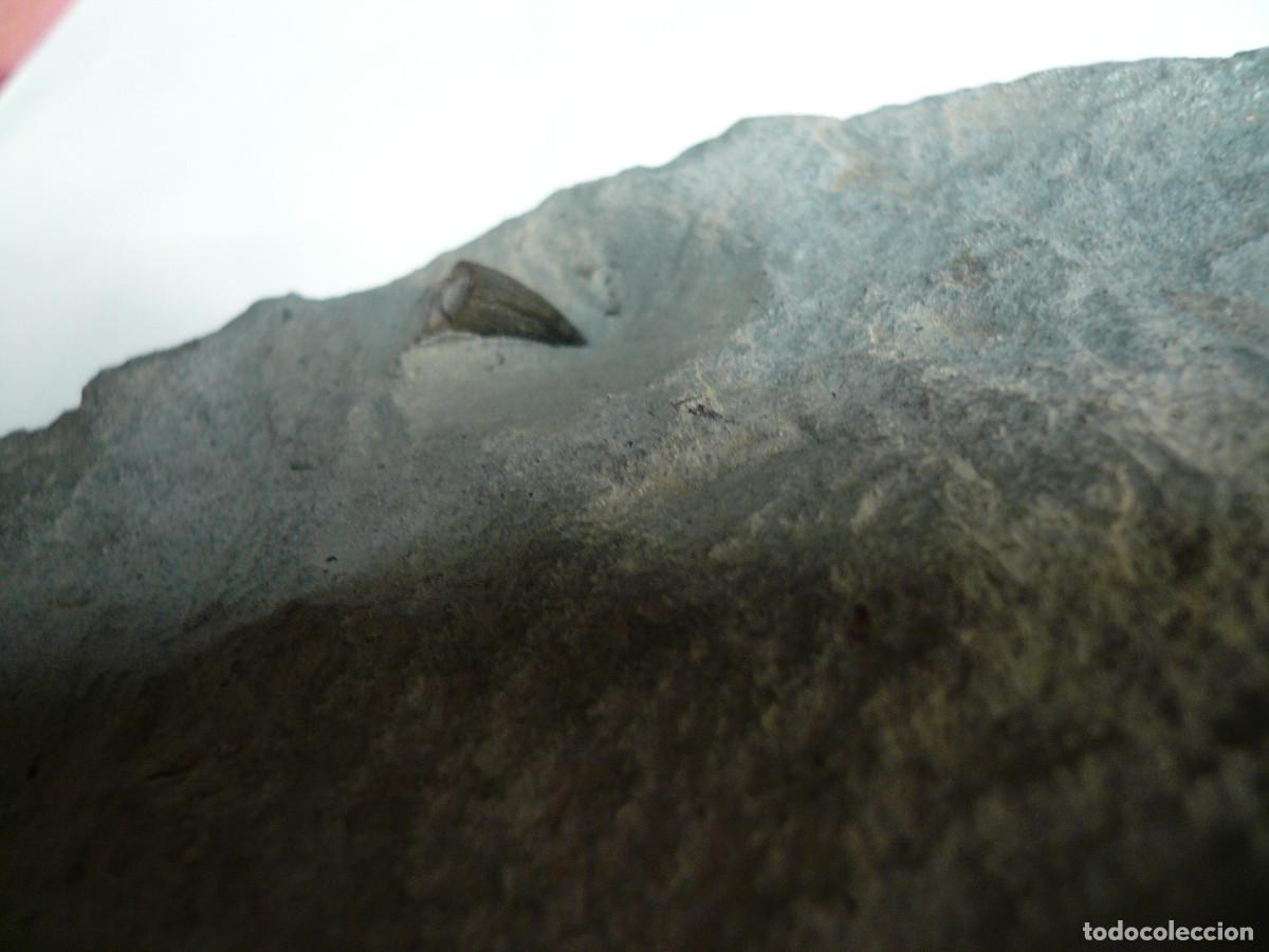 Coleccionismo de f&oacute;siles: PLACA CON DIENTE DE STENEOSAURUS - Foto 4
