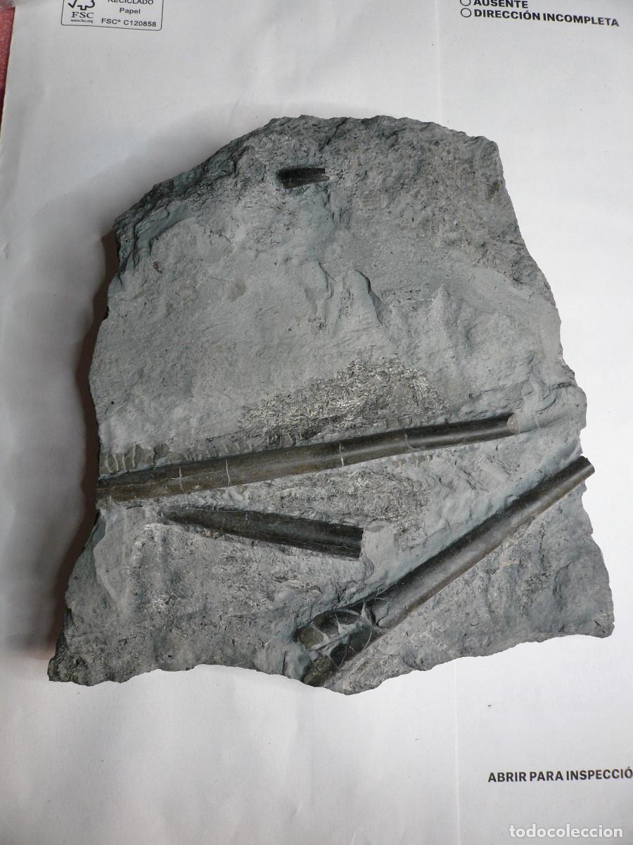 Coleccionismo de f&oacute;siles: PLACA CON DIENTE DE STENEOSAURUS + BELEMNITES
