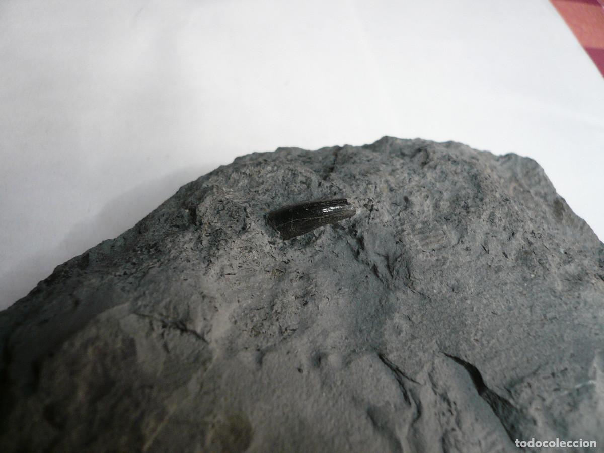 Coleccionismo de f&oacute;siles: PLACA CON DIENTE DE STENEOSAURUS + BELEMNITES - Foto 2
