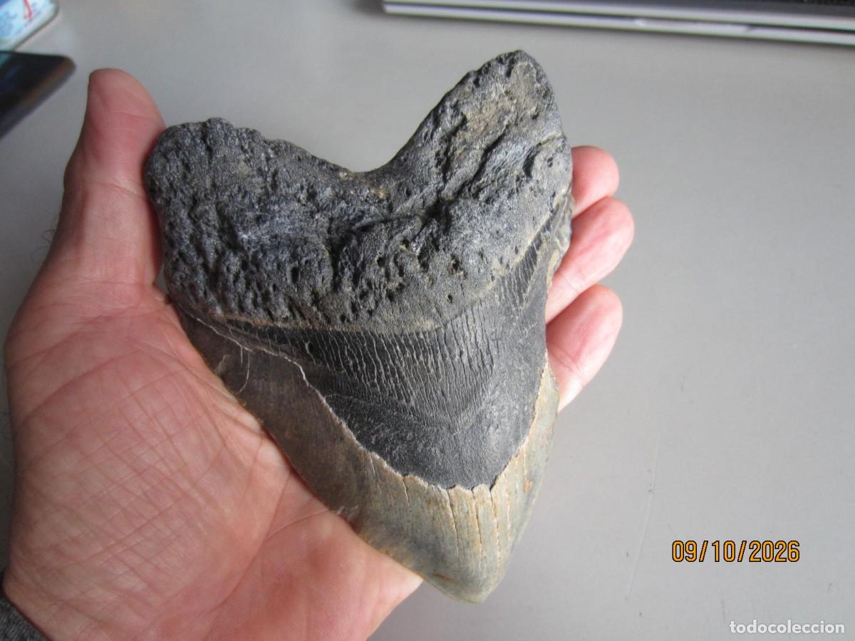 Coleccionismo de f&oacute;siles: GIGANTESCO DIENTE DE TIBUR&Oacute;N MEGALODON CARCHARODON DE 14,5 cm. IMPRESIONA