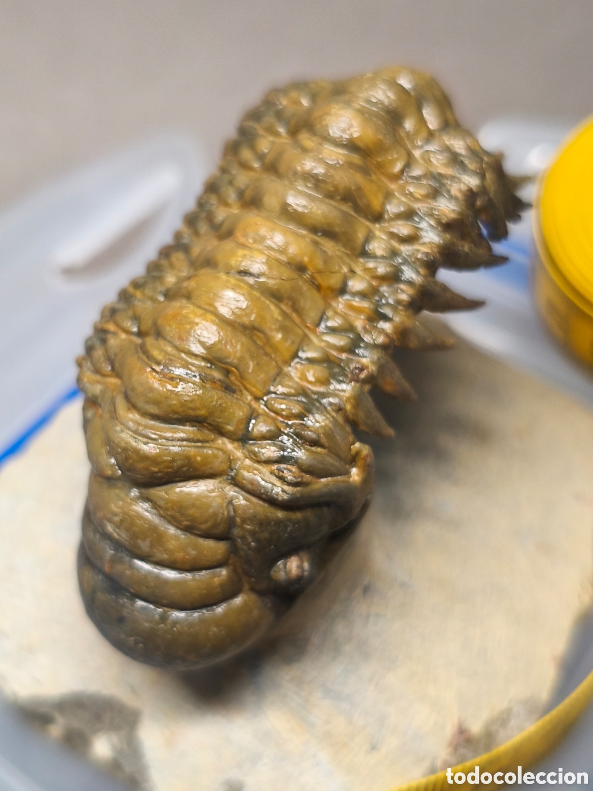 Coleccionismo de f&oacute;siles: Extraordinario trilobite Crotalocephalus gibbus ( a&eacute;reo), ver descripci&oacute;n.