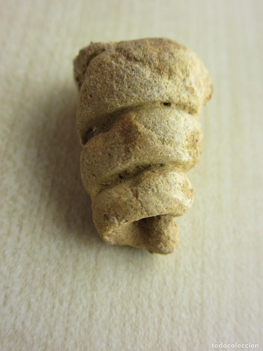 Colecionismo de f&oacute;sseis: Concha f&oacute;sil Medidas 2,6 x 1,4 cm