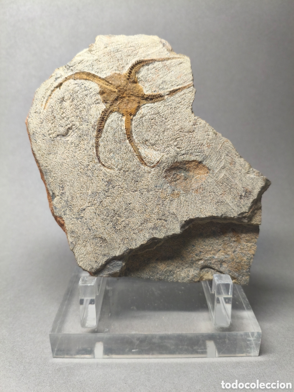 Coleccionismo de f&oacute;siles: Ophiura sp. Estrella de mar,(ver descripci&oacute;n)