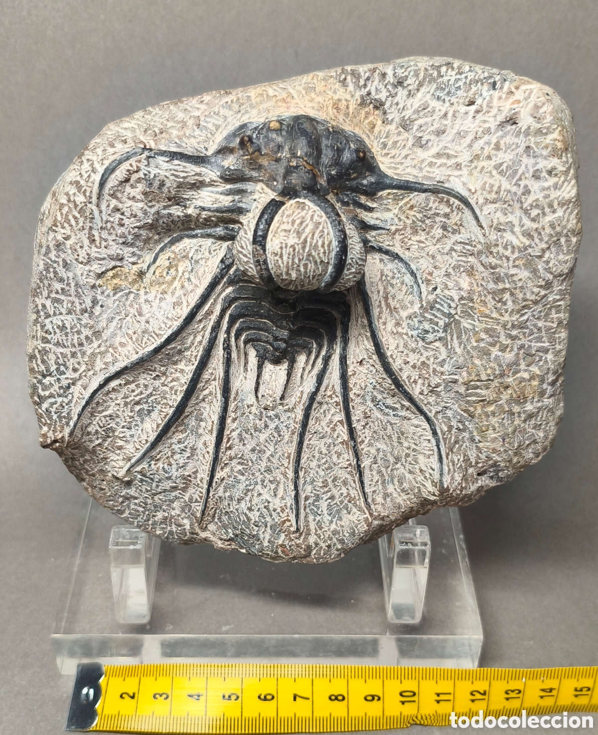 Coleccionismo de f&oacute;siles: Trilobite Dicranurus monstrosus ,ver descripci&oacute;n.