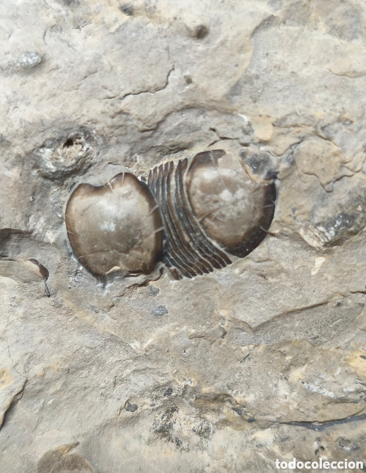 Coleccionismo de f&oacute;siles: Bomastus ioxus ( trilobite del Sil&uacute;rico) ver descripci&oacute;n