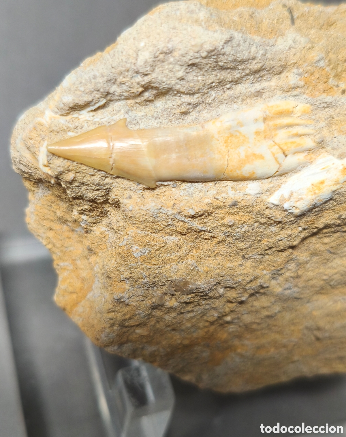 Coleccionismo de f&oacute;siles: Ochosaurus ( Ochopristis) pez sierra, ver descripci&oacute;n