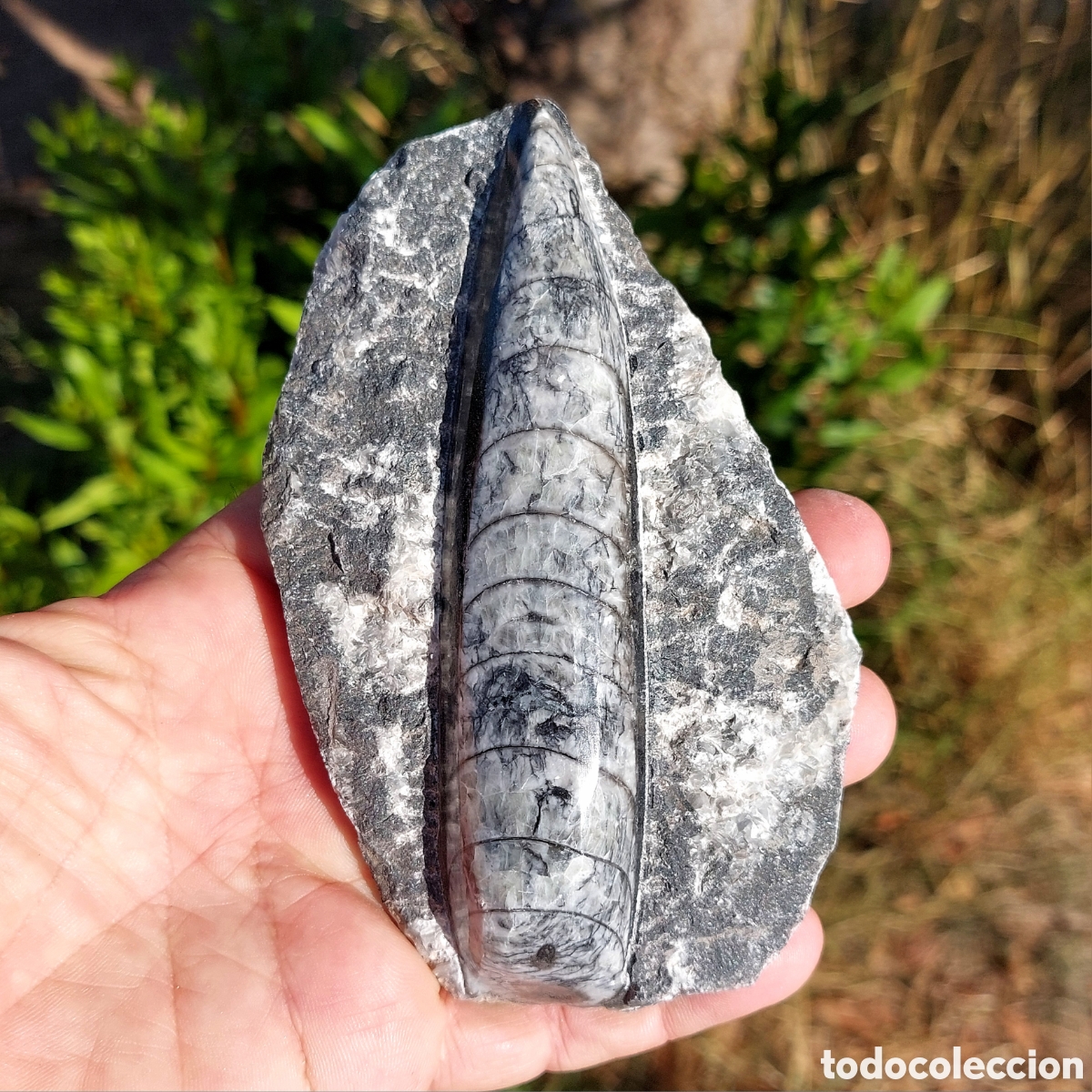 Coleccionismo de f&oacute;siles: Placa F&oacute;sil de Orthoceras Pulidos 13,4 cm