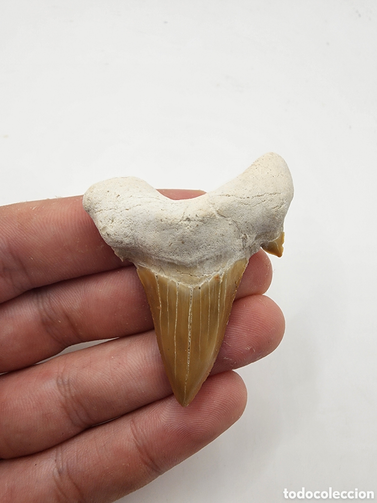 Fossil Collection: Diente fosil Otodus Obliqus Original
