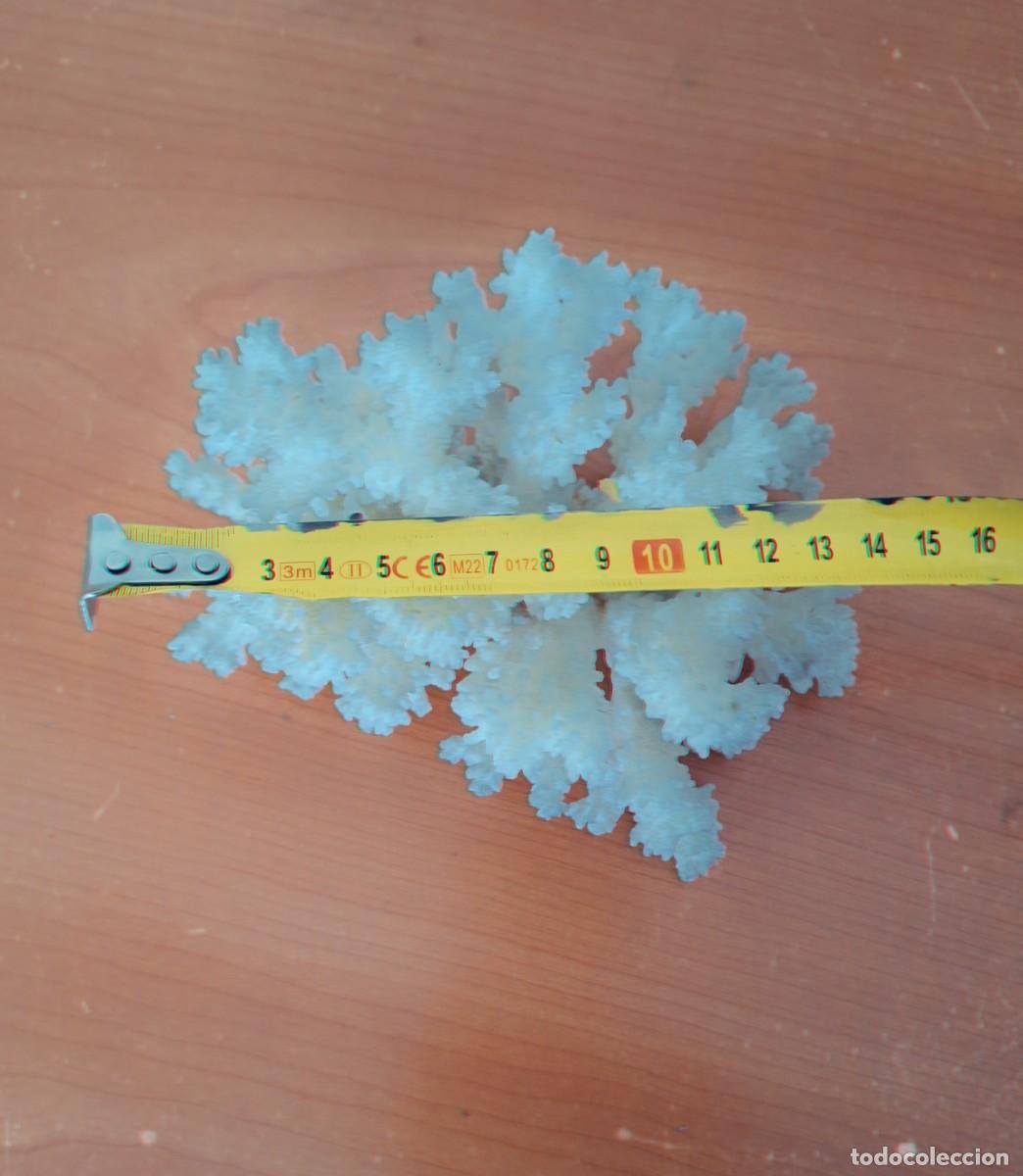 Fossil Collection: Coral blanco de gran tama&ntilde;o
