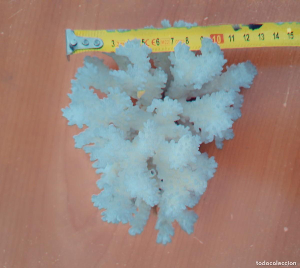 Coleccionismo de f&oacute;siles: Coral blanco de gran tama&ntilde;o - Foto 2