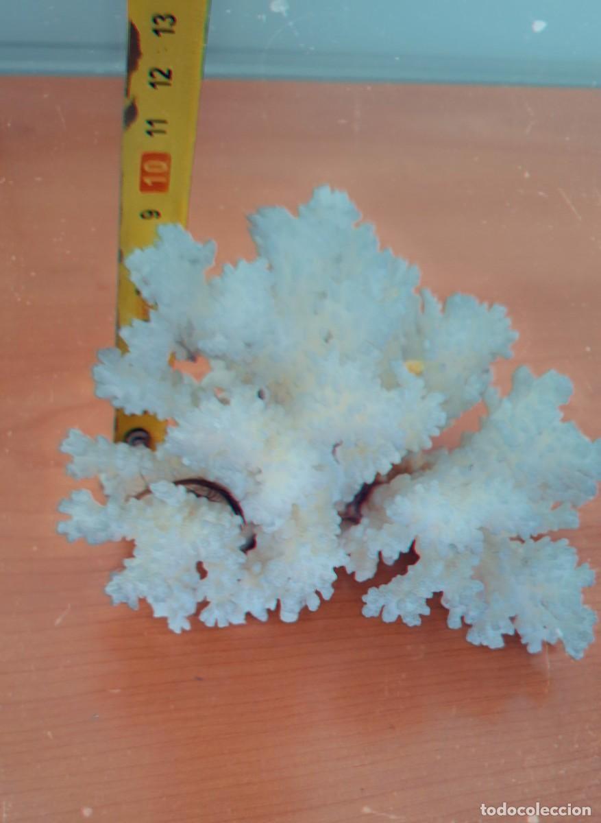 Coleccionismo de f&oacute;siles: Coral blanco de gran tama&ntilde;o - Foto 3