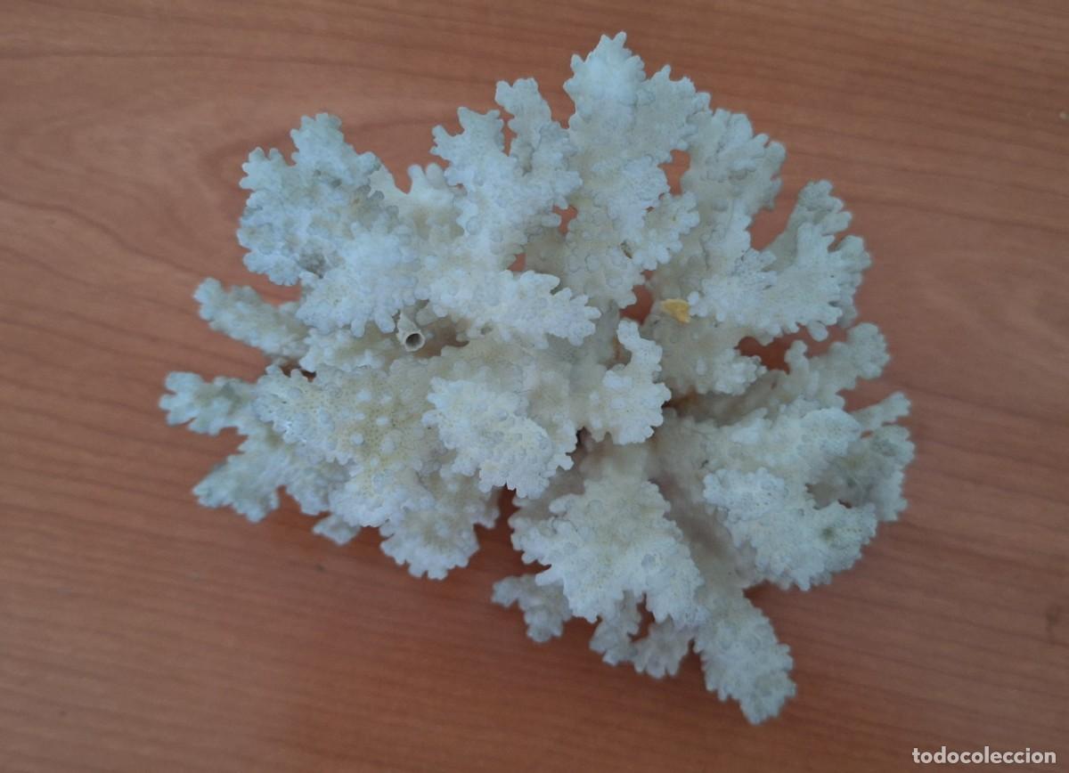 Coleccionismo de f&oacute;siles: Coral blanco de gran tama&ntilde;o - Foto 4