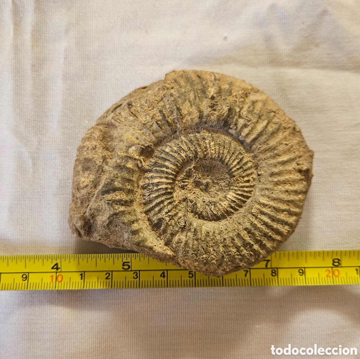 Fossil Collection: Ammonite f&oacute;sil 9 cent&iacute;metros