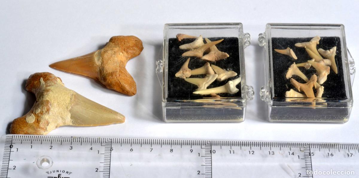 Fossil Collection: DIENTES DE TIBUR&Oacute;N F&Oacute;SILES - MARRUECOS - VARIOS TAMA&Ntilde;OS.