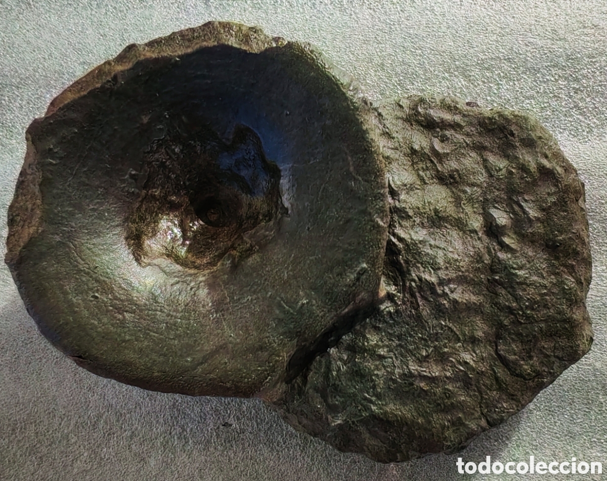 Coleccionismo de f&oacute;siles: F&oacute;sil: Vertebra de Ictiosaurio (Ichthyosaurio, Ichthyosaur, Ichthyosaurus). Holzmaden, Alemania