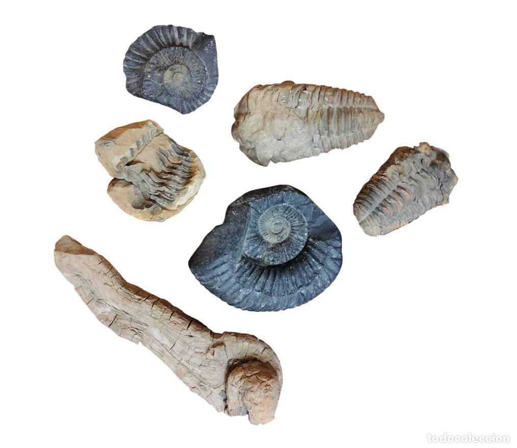 Sammlung von Fossilien: LOTE DE F&Oacute;SILES DE AMMONITES, TRILOBITES Y MADERA. MESOZOICO, PALEOZOICO. PROCEDENCIA DESCONOCIDA.