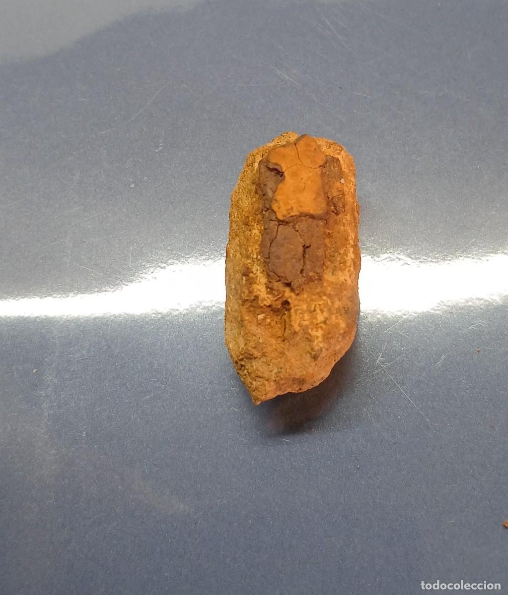 Fossil Collection: Trozo de madera fosilizada 1