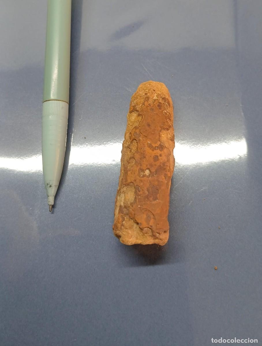 Coleccionismo de f&oacute;siles: Trozo de madera fosilizada 2