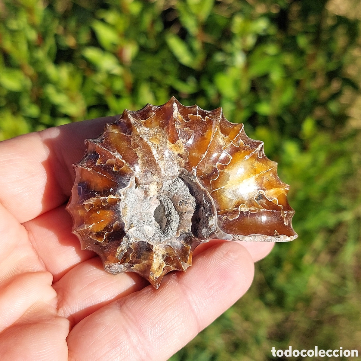 Colecionismo de f&oacute;sseis: Ammonite Douvilleiceras Madagascar F&oacute;sil 6,4 cm