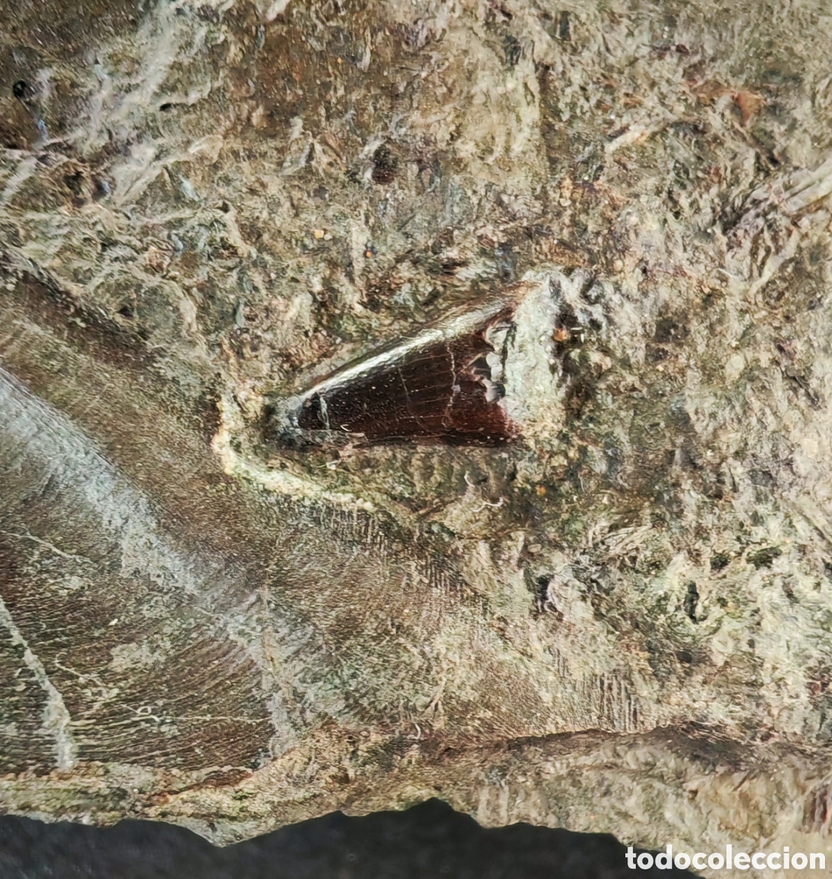 Coleccionismo de f&oacute;siles: F&oacute;sil: Diente de Ictiosaurio (Ichthyosaurio, Ichthyosaur, Ichthyosaurus). Holzmaden, Alemania