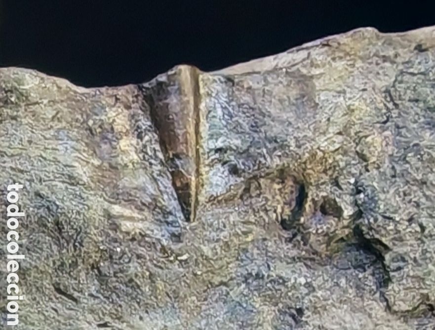 Fossil Collection: Diente de Ictiosaurio (Ichthyosaurio, Ichthyosaur, Ichthyosaurus). Holzmaden, Alemania.