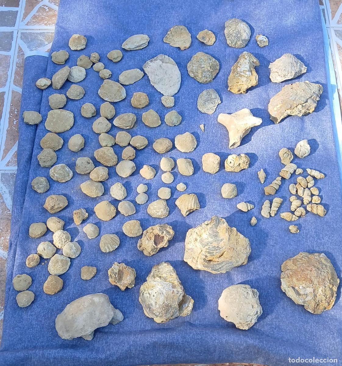 Sammlung von Fossilien: Lote con mas de 100 f&oacute;siles